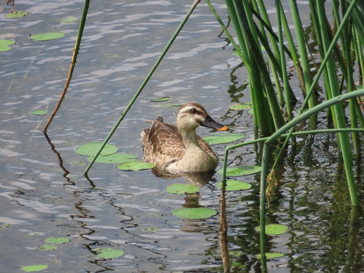 Eastern Spot-billed Duck - Mingyun Seo