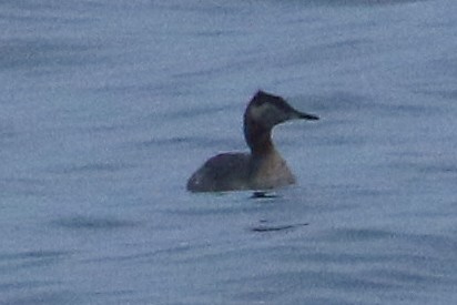 Red-necked Grebe - ML620199773