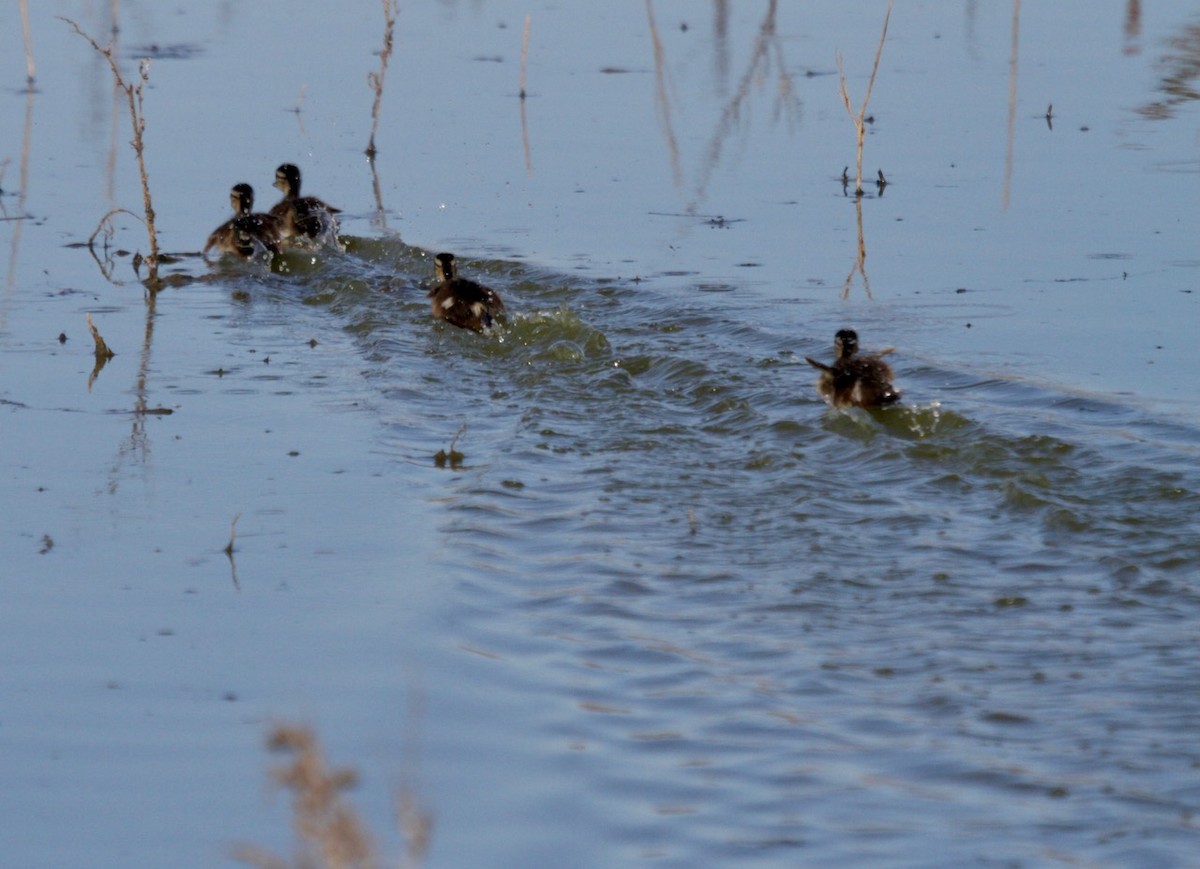 Wood Duck - ML620199782