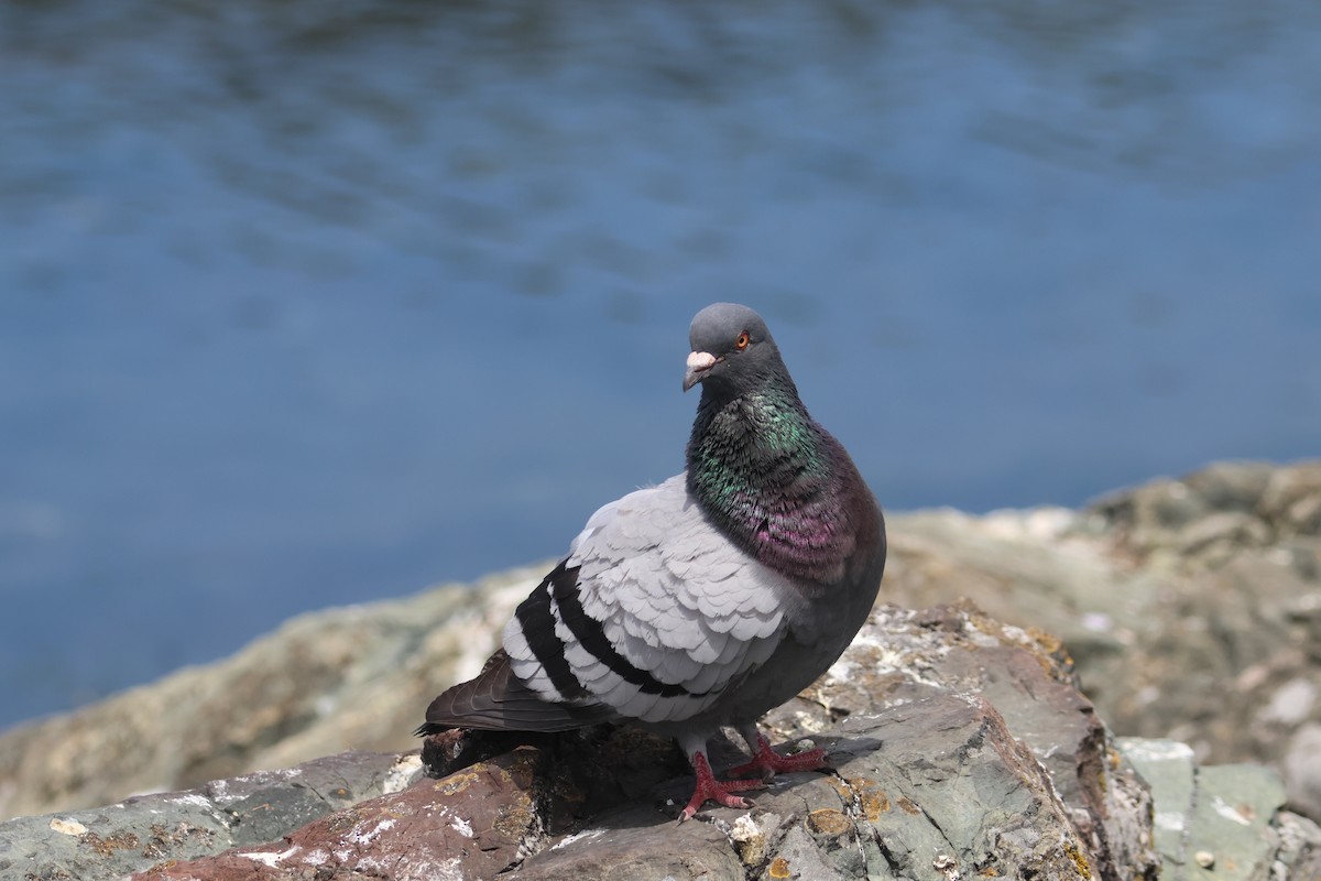 Rock Pigeon (Feral Pigeon) - ML620199797