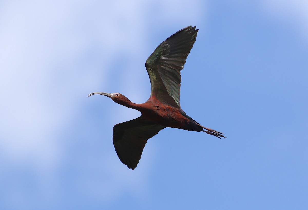 White-faced Ibis - ML620199798