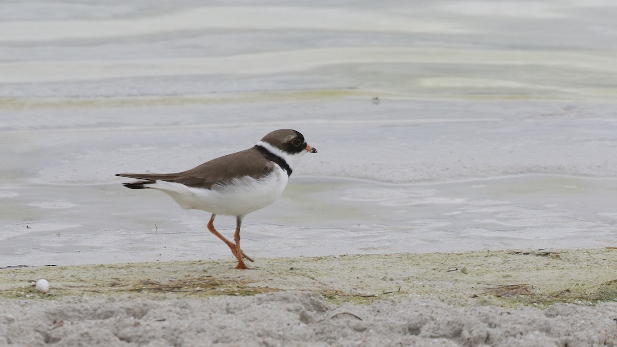 Semipalmated Plover - ML620199804