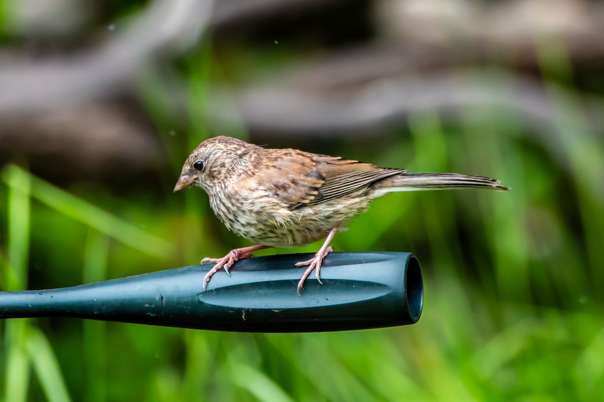 Dark-eyed Junco - ML620199806