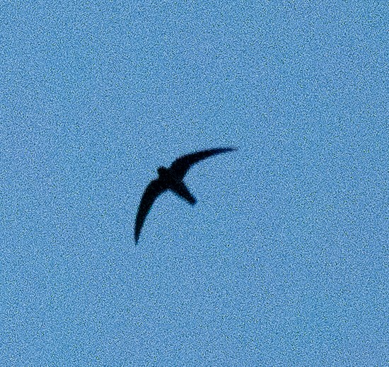 Black Swift (borealis) - ML620199840