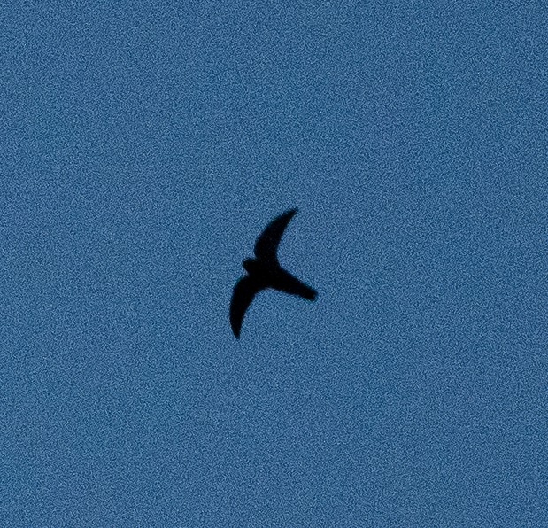 Black Swift (borealis) - ML620199841