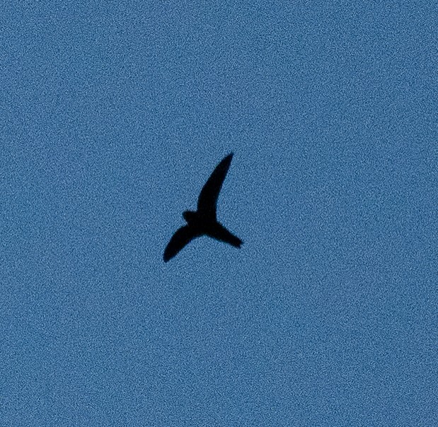 Black Swift (borealis) - ML620199844