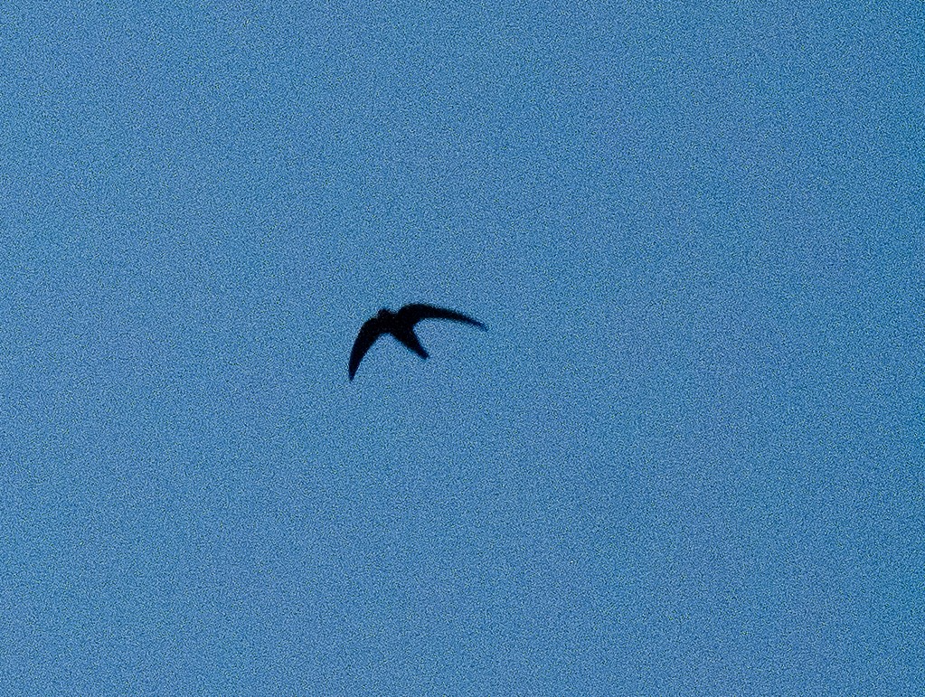 Black Swift (borealis) - ML620199845