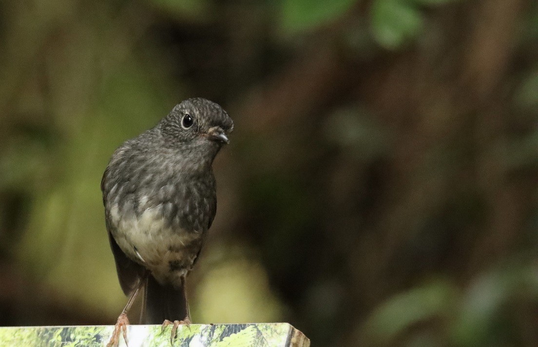 North Island Robin - ML620199849