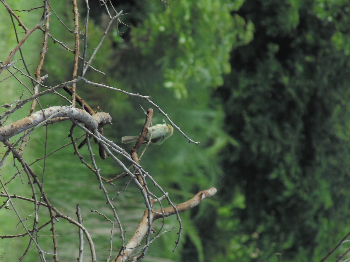 Asian Green Bee-eater - ML620199858