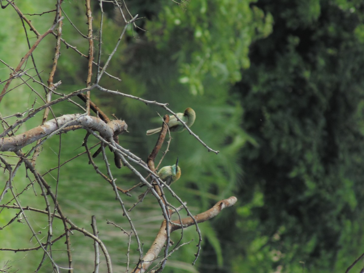 Asian Green Bee-eater - ML620199869