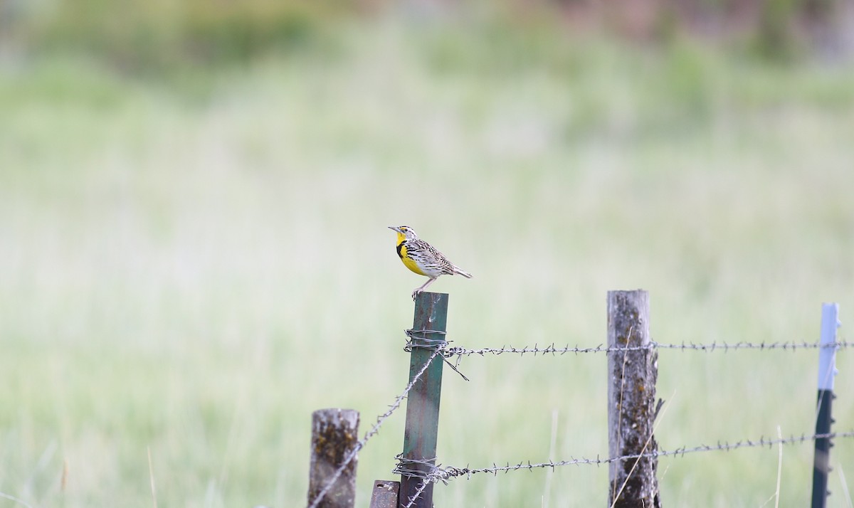 Western Meadowlark - ML620199870