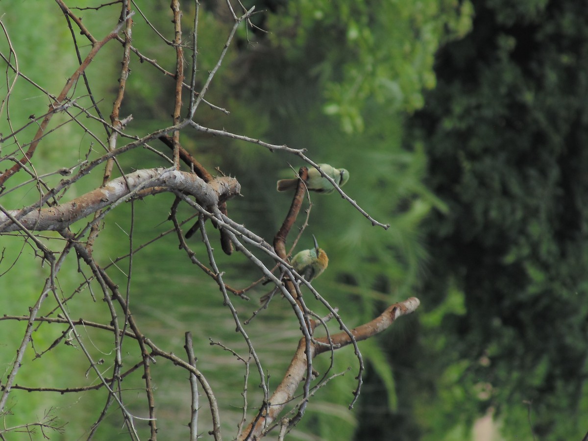 Asian Green Bee-eater - ML620199873