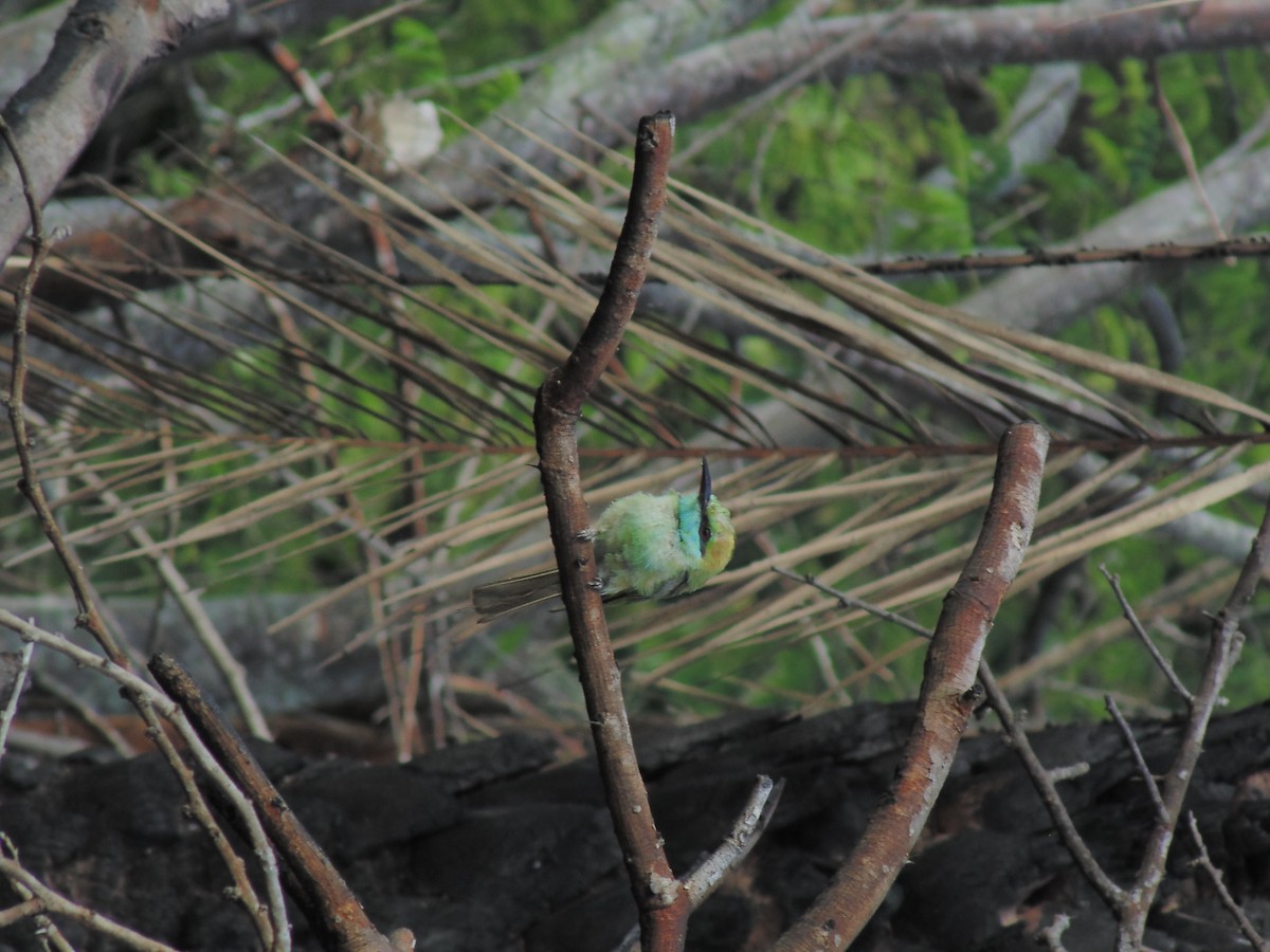 Asian Green Bee-eater - ML620199876