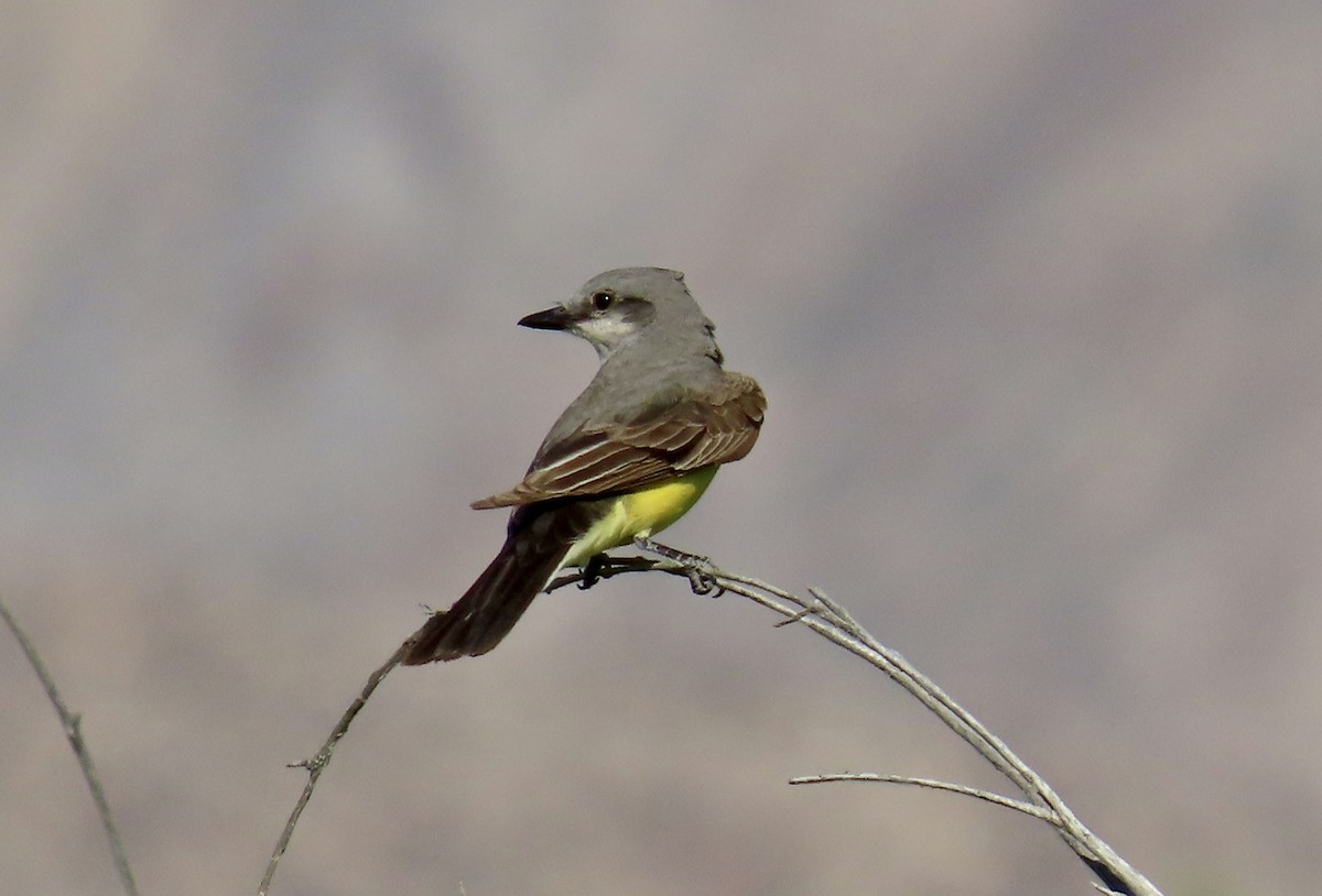 Western Kingbird - ML620199885