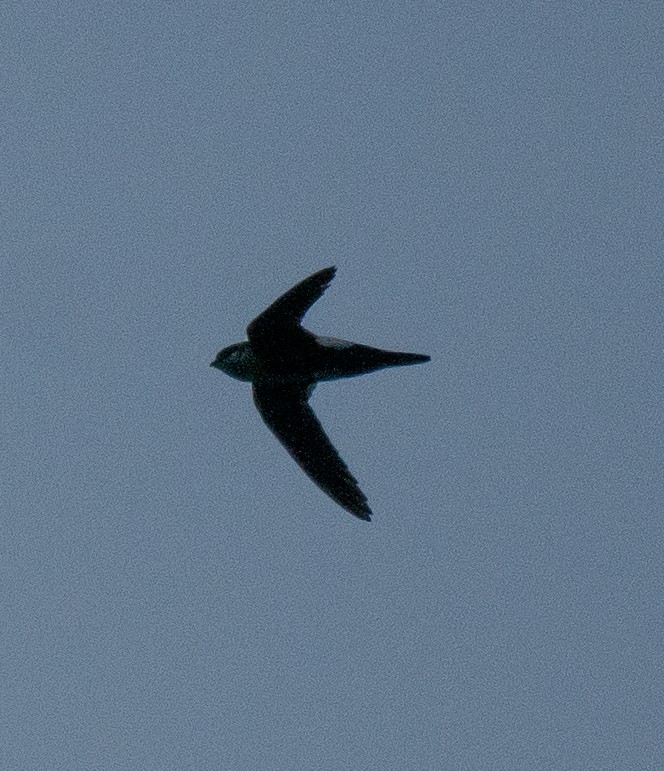 White-throated Swift - ML620199887