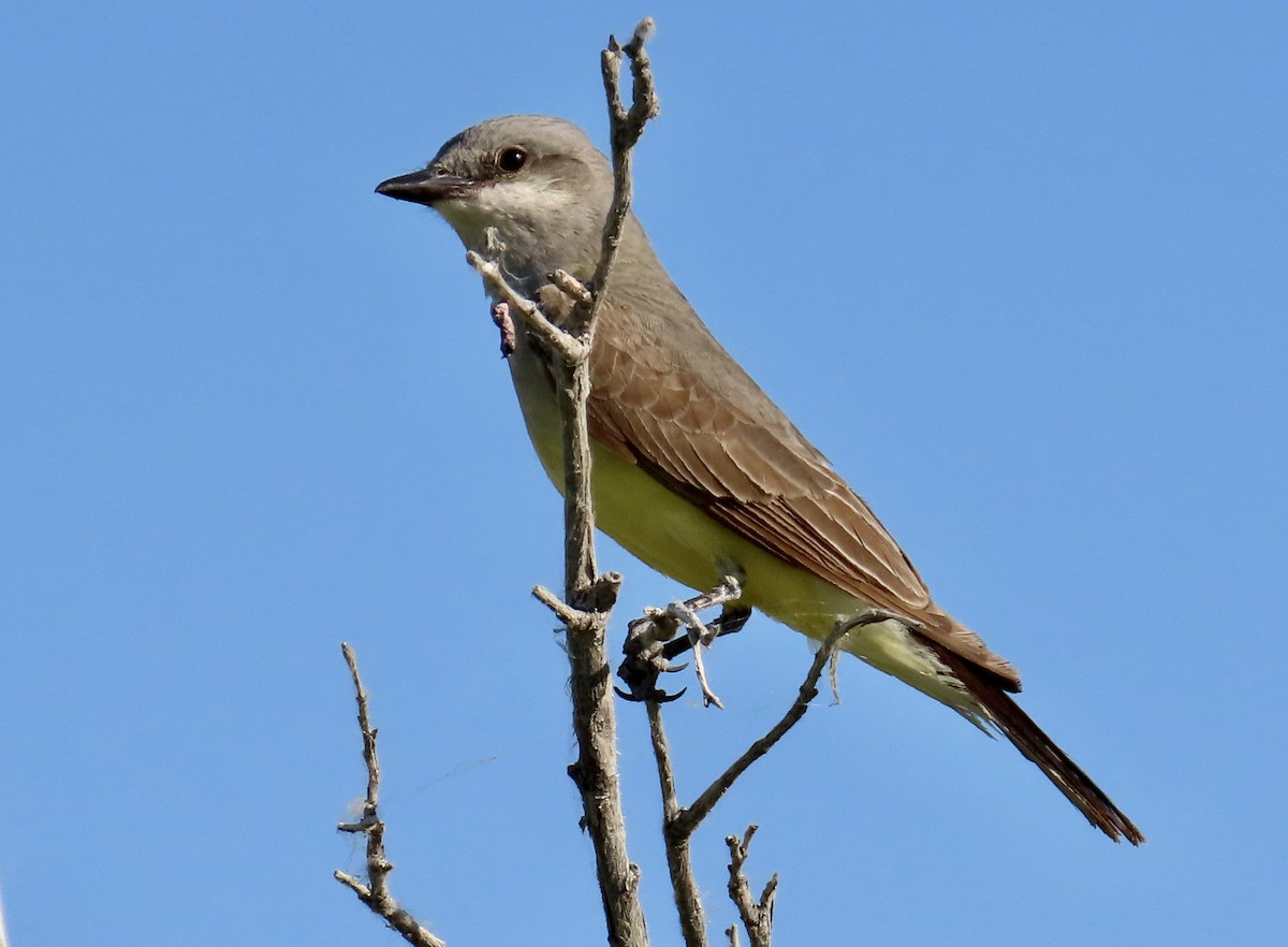 Western Kingbird - ML620199890