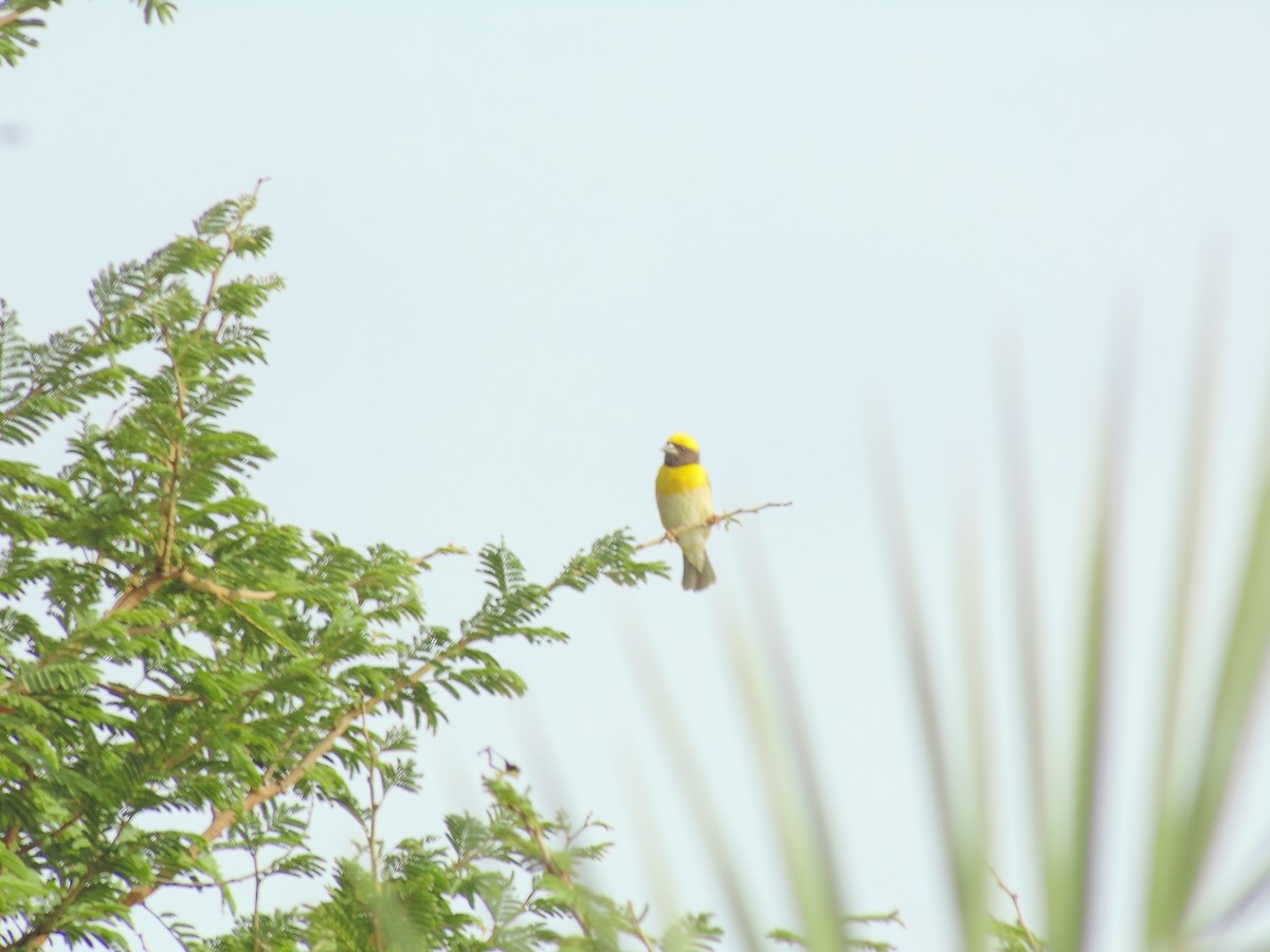 Baya Weaver - ML620199895