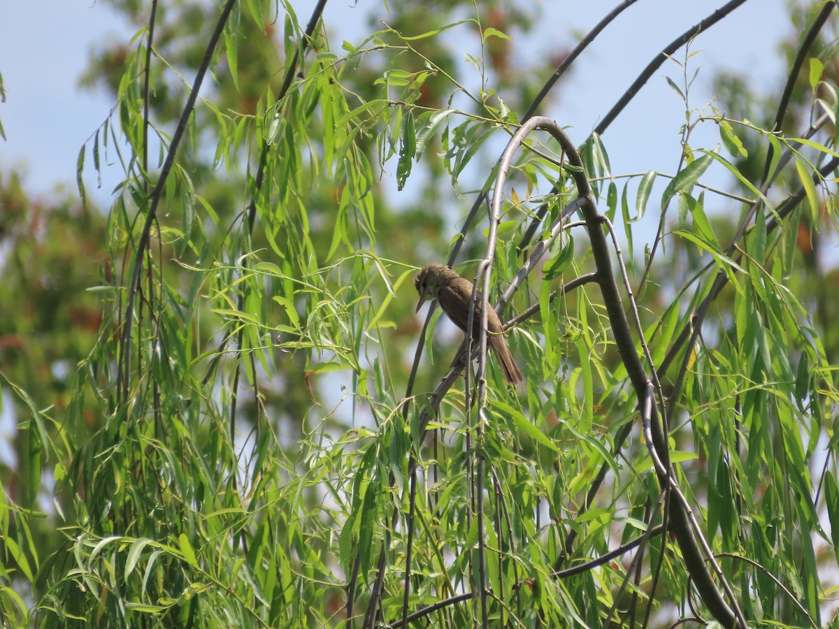 Oriental Reed Warbler - ML620199898