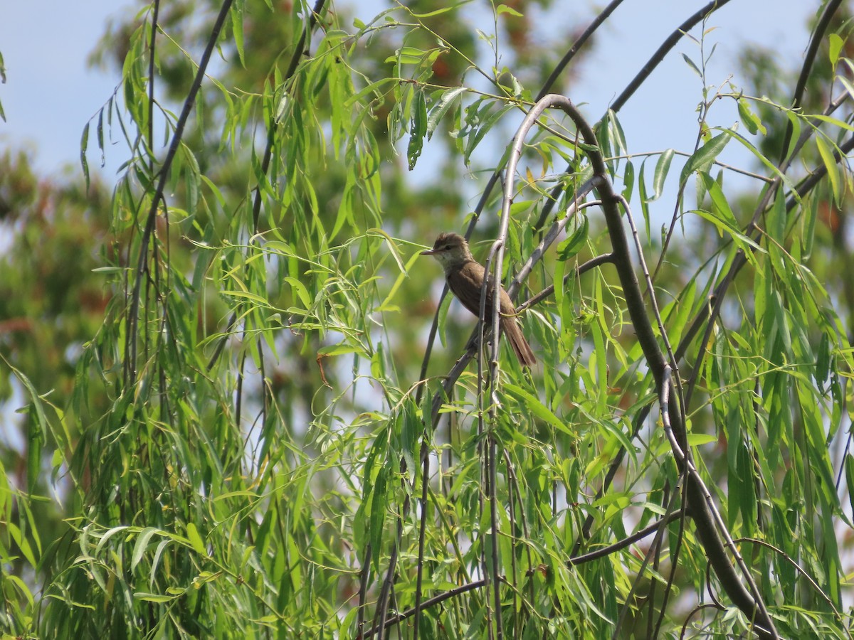 Oriental Reed Warbler - ML620199901