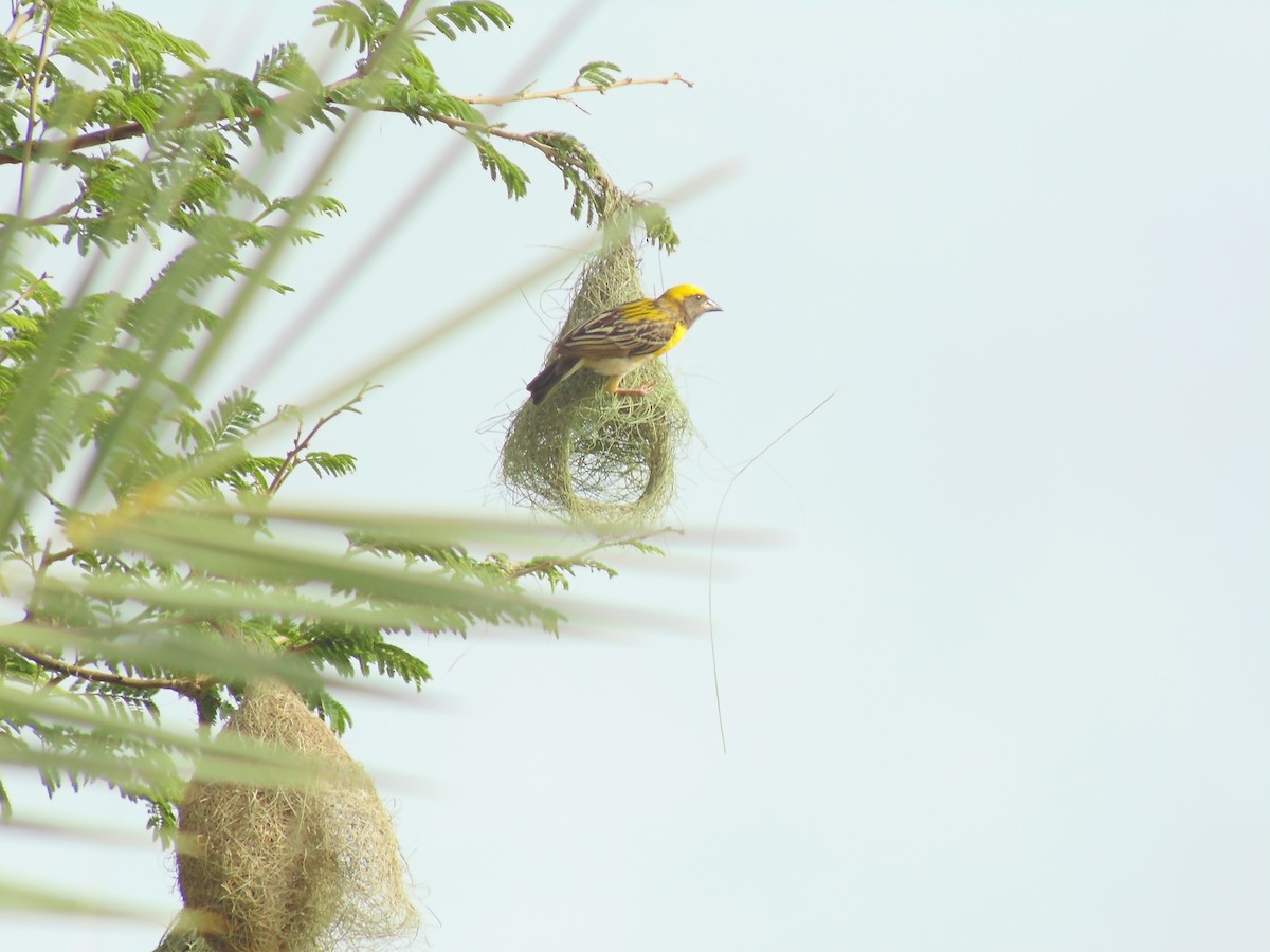 Baya Weaver - ML620199902