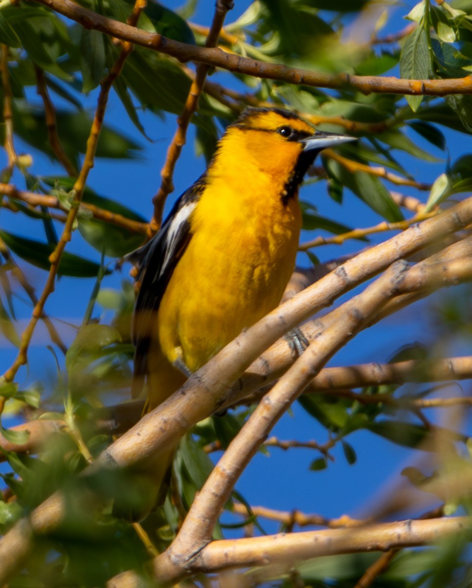 Bullock's Oriole - ML620199904