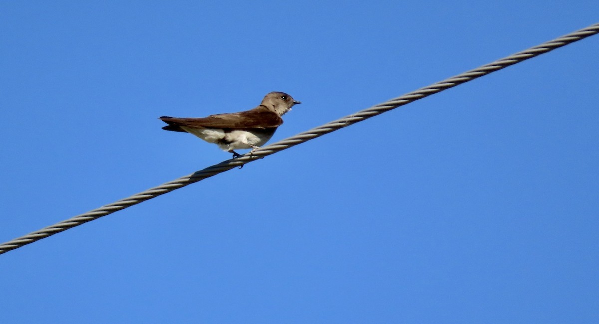 Northern Rough-winged Swallow - ML620199909