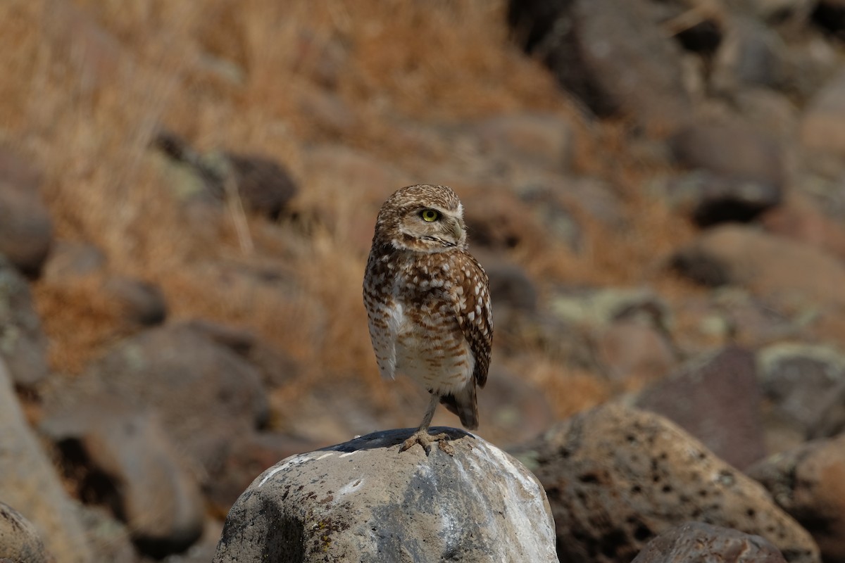 Burrowing Owl - ML620199912