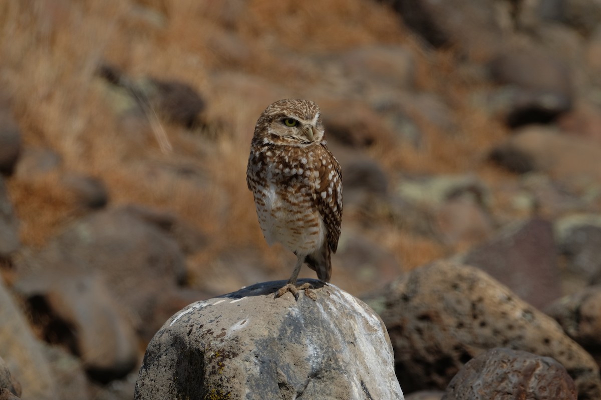 Burrowing Owl - ML620199913