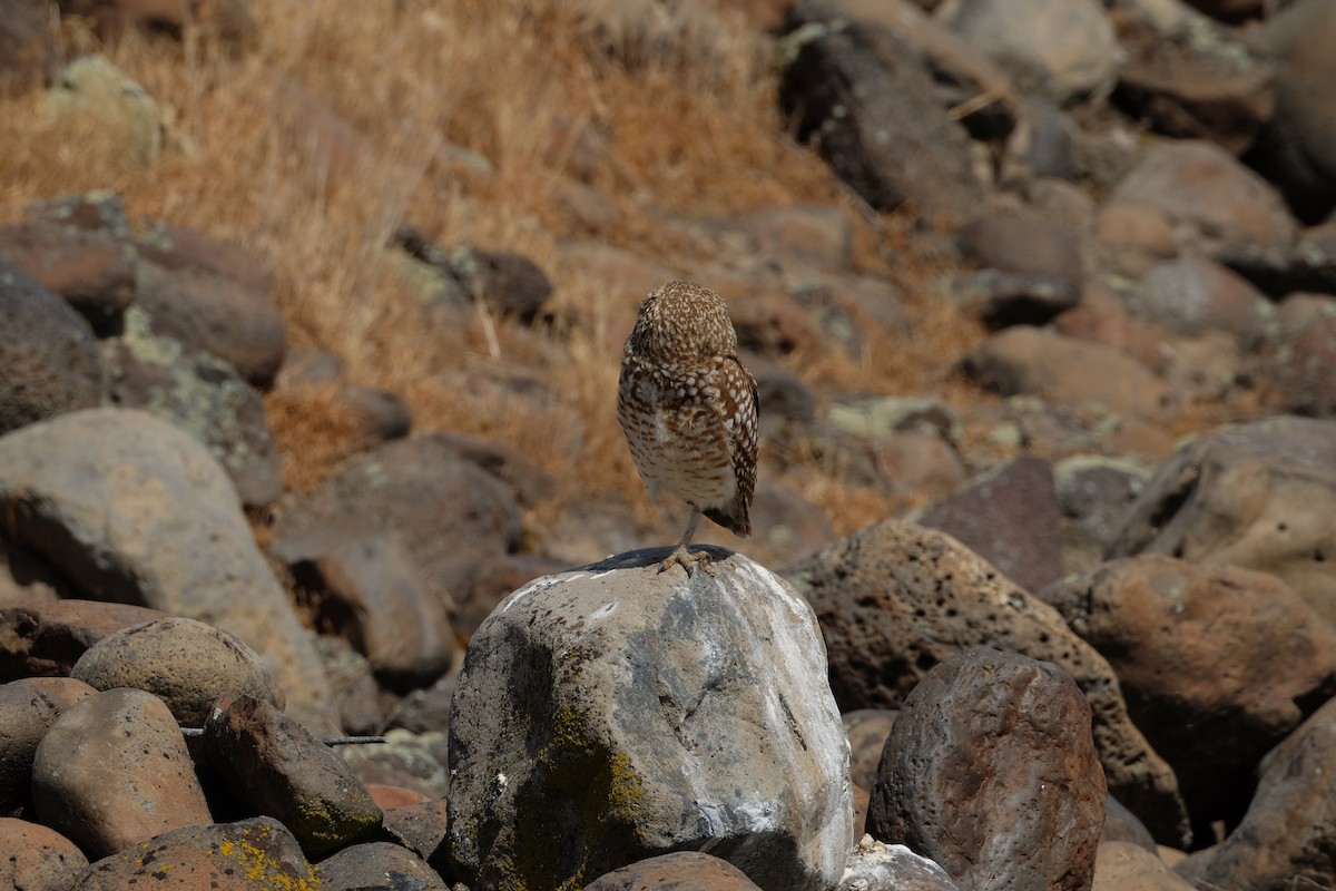 Burrowing Owl - ML620199914