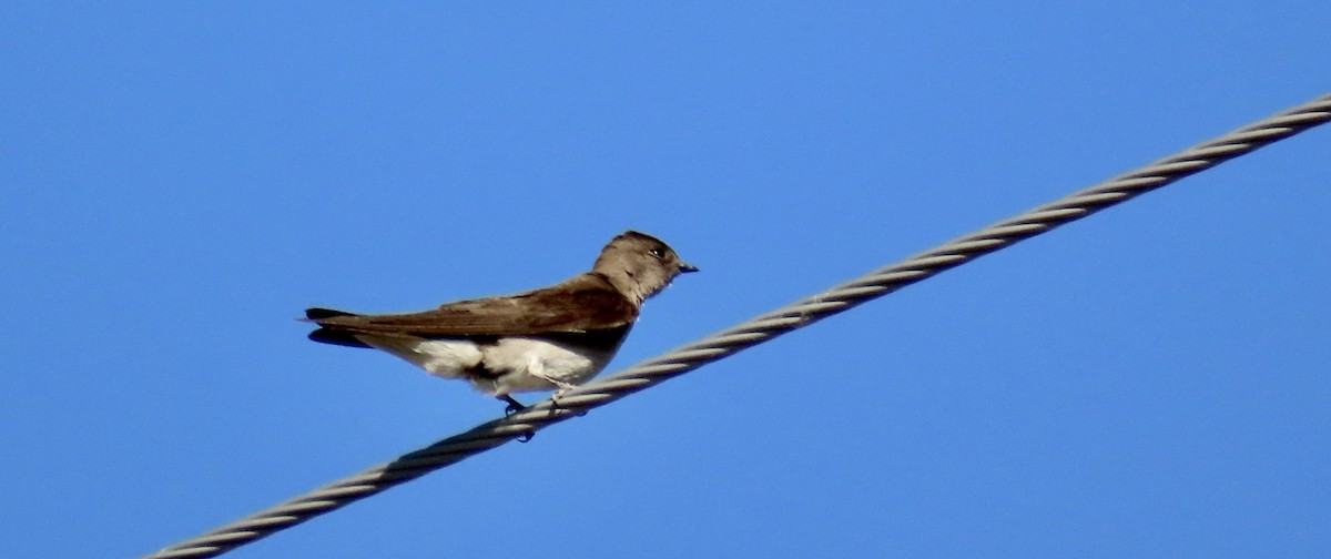 Northern Rough-winged Swallow - ML620199917