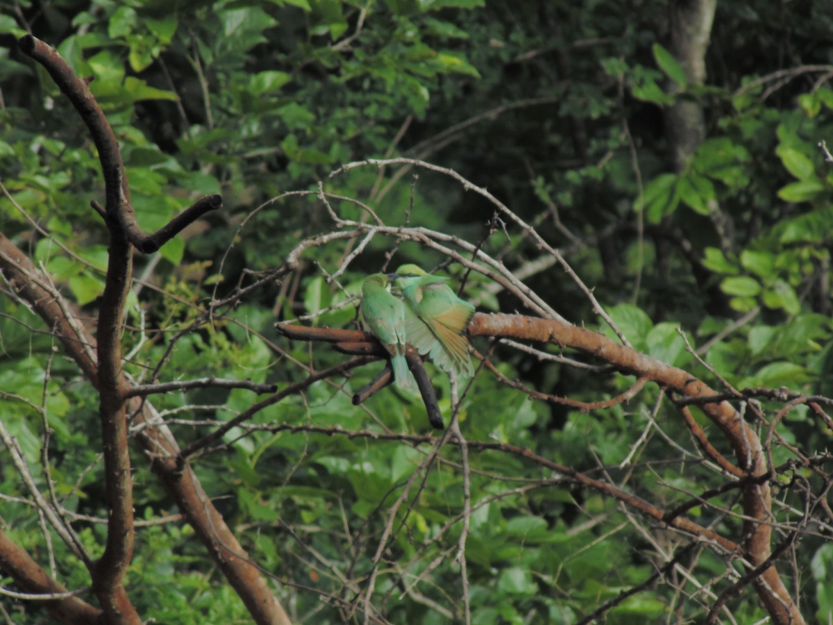 Asian Green Bee-eater - ML620199921