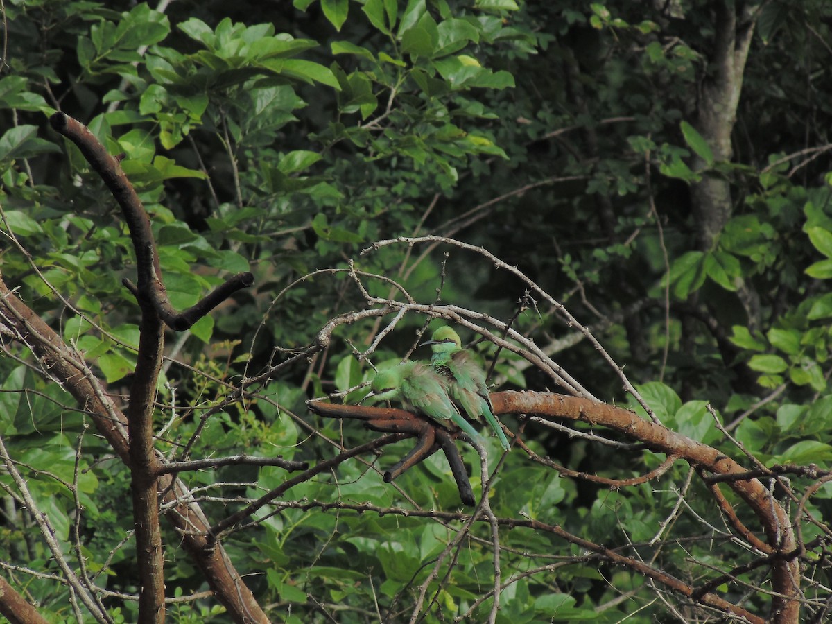 Asian Green Bee-eater - ML620199922
