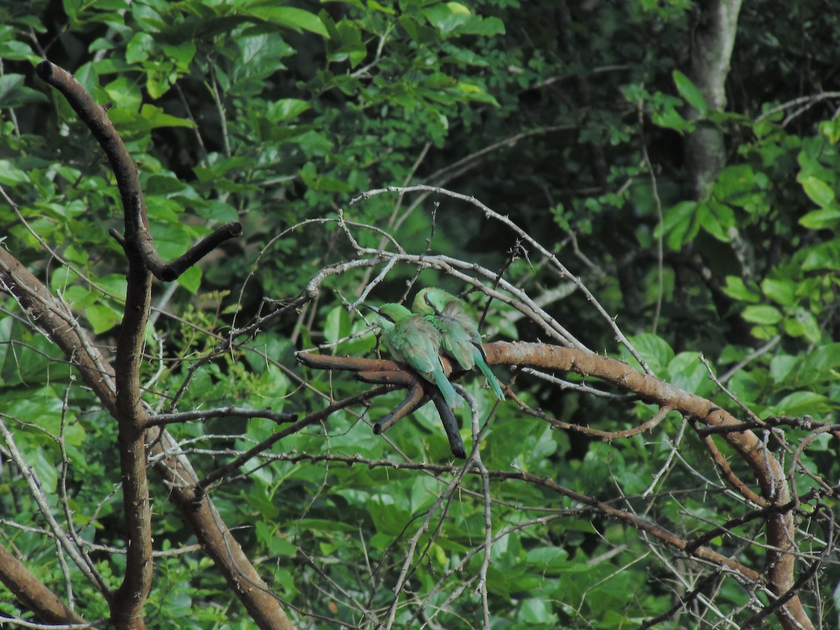 Asian Green Bee-eater - ML620199923