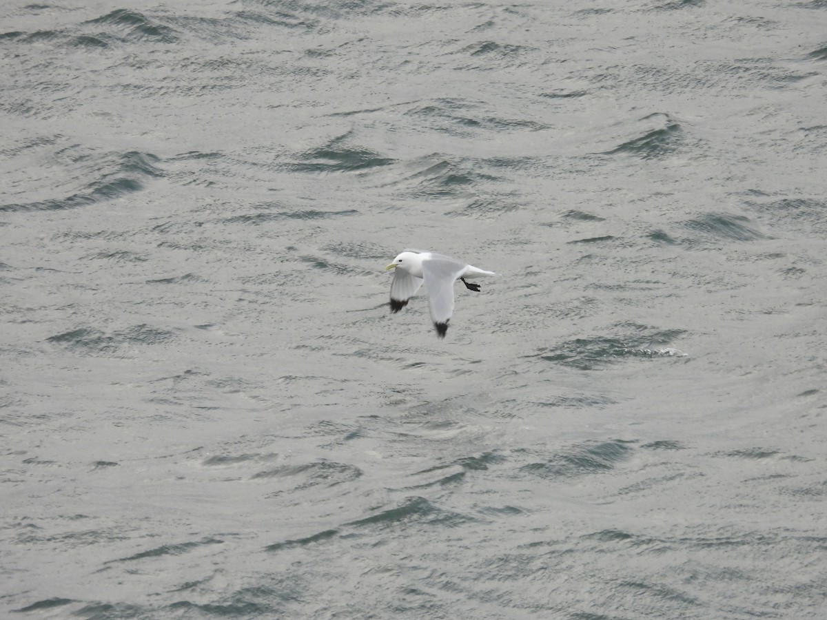 Mouette tridactyle - ML620199934