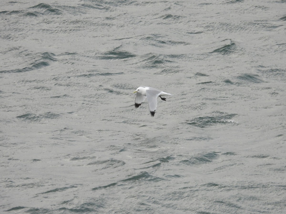 Black-legged Kittiwake - ML620199934