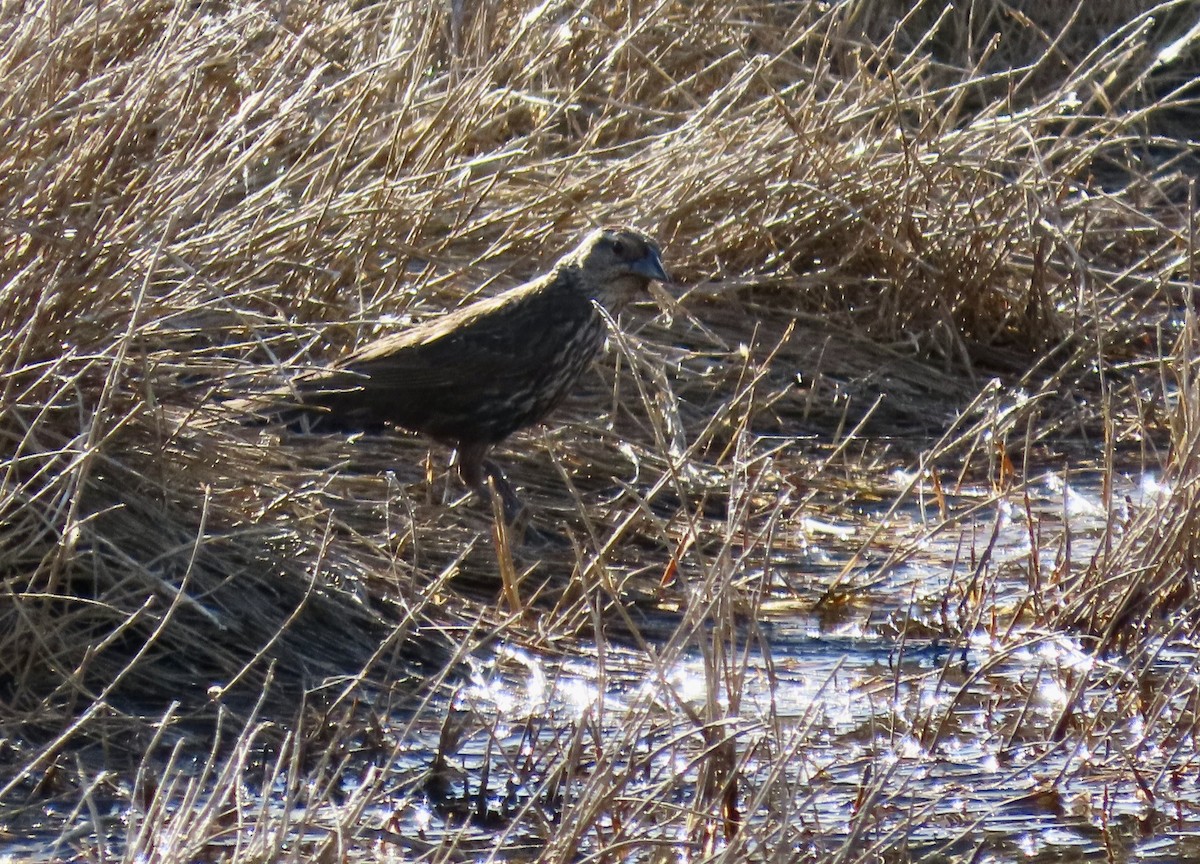 Song Sparrow - ML620199941