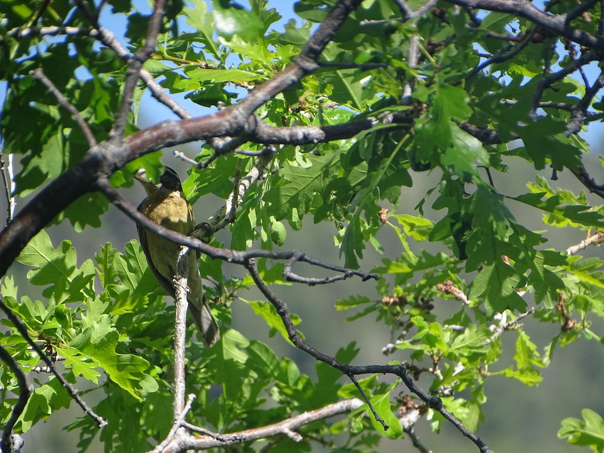 Black-headed Grosbeak - ML620199945