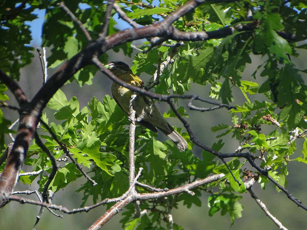 Black-headed Grosbeak - ML620199946