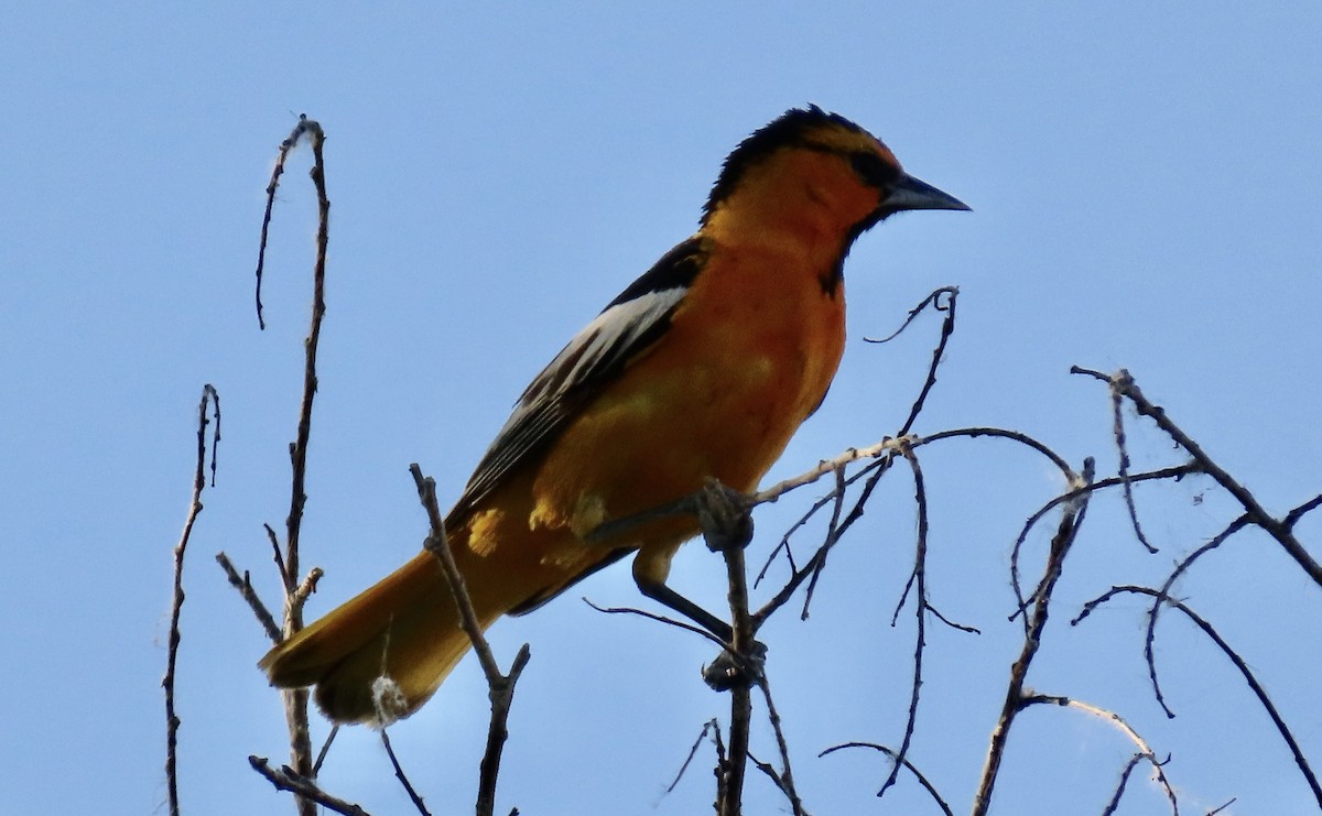 Bullock's Oriole - ML620199955