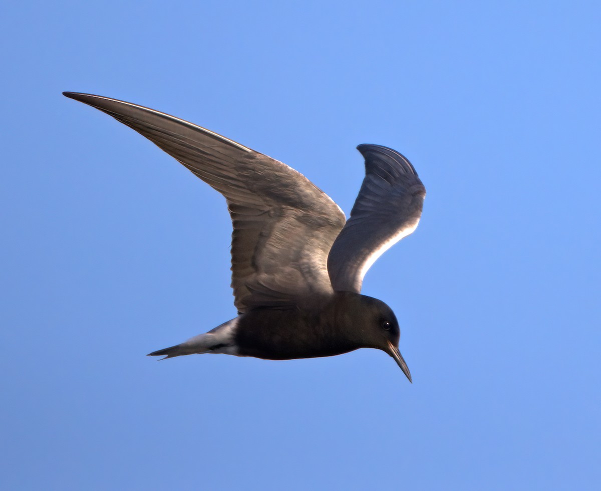 Black Tern - ML620199964