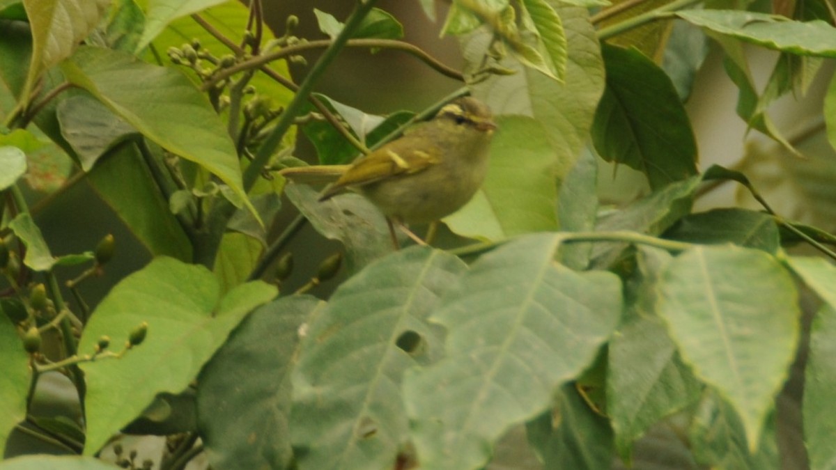 Blyth's Leaf Warbler - ML620199965