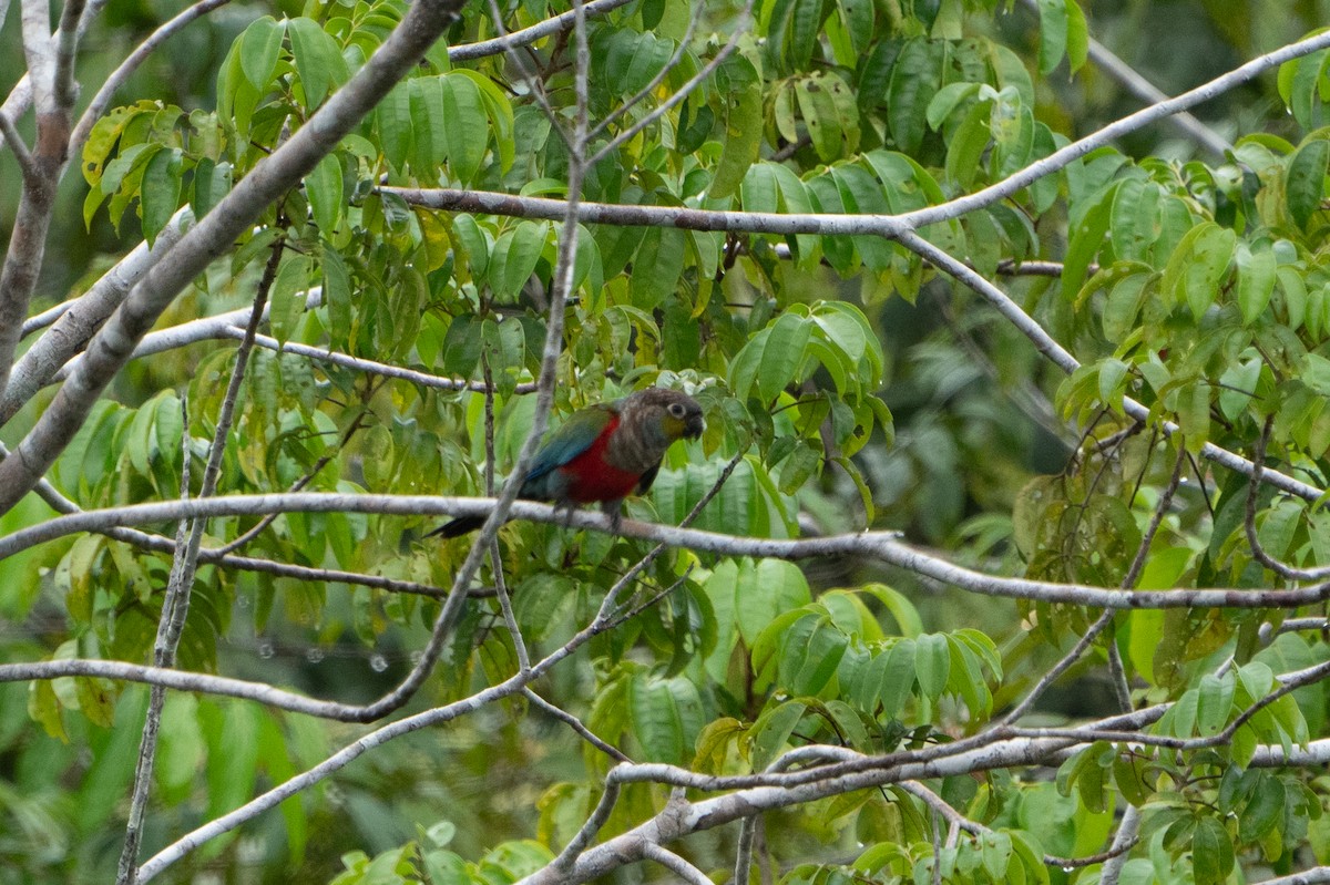 Crimson-bellied Parakeet - ML620199968