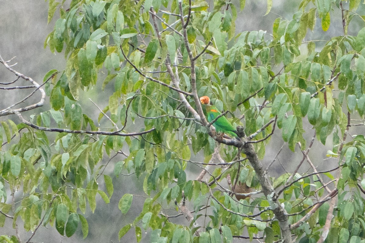 Conure à ventre rouge - ML620199970