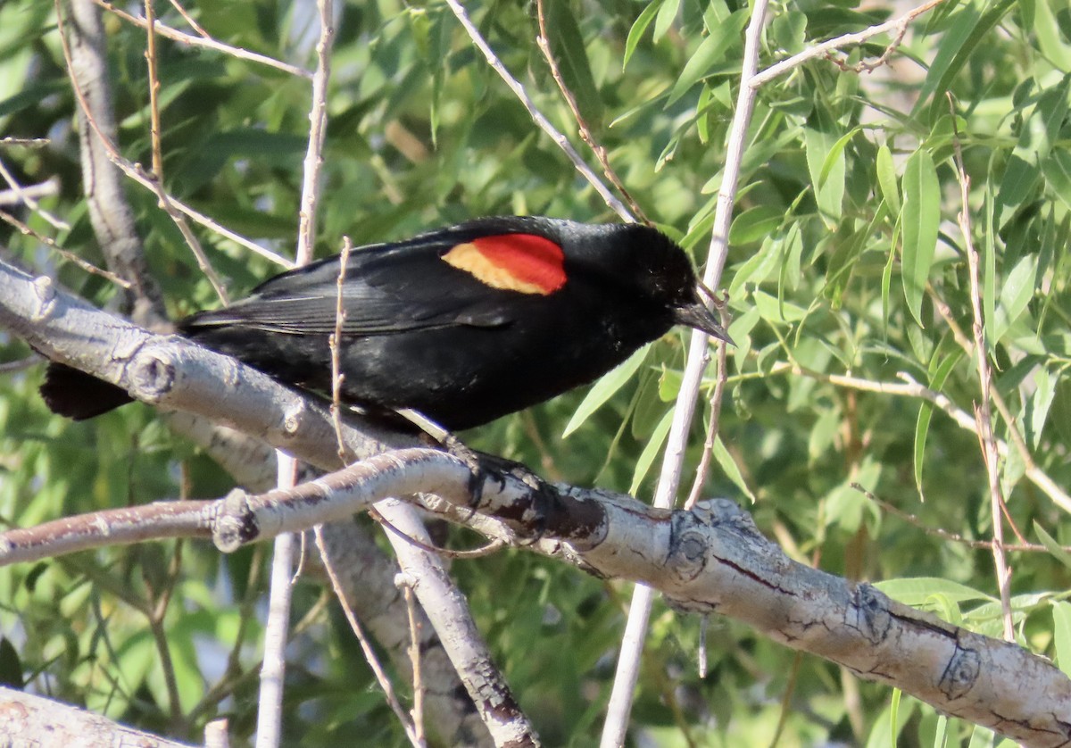 Red-winged Blackbird - ML620199973