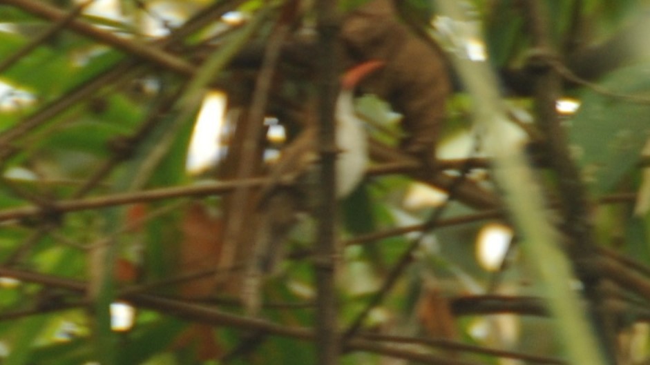 Red-billed Scimitar-Babbler - ML620199993