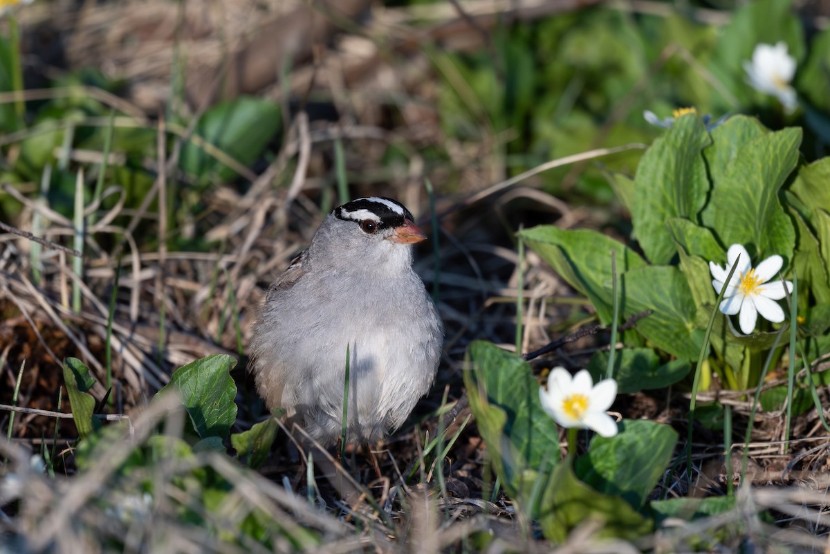 White-crowned Sparrow (oriantha) - ML620199994