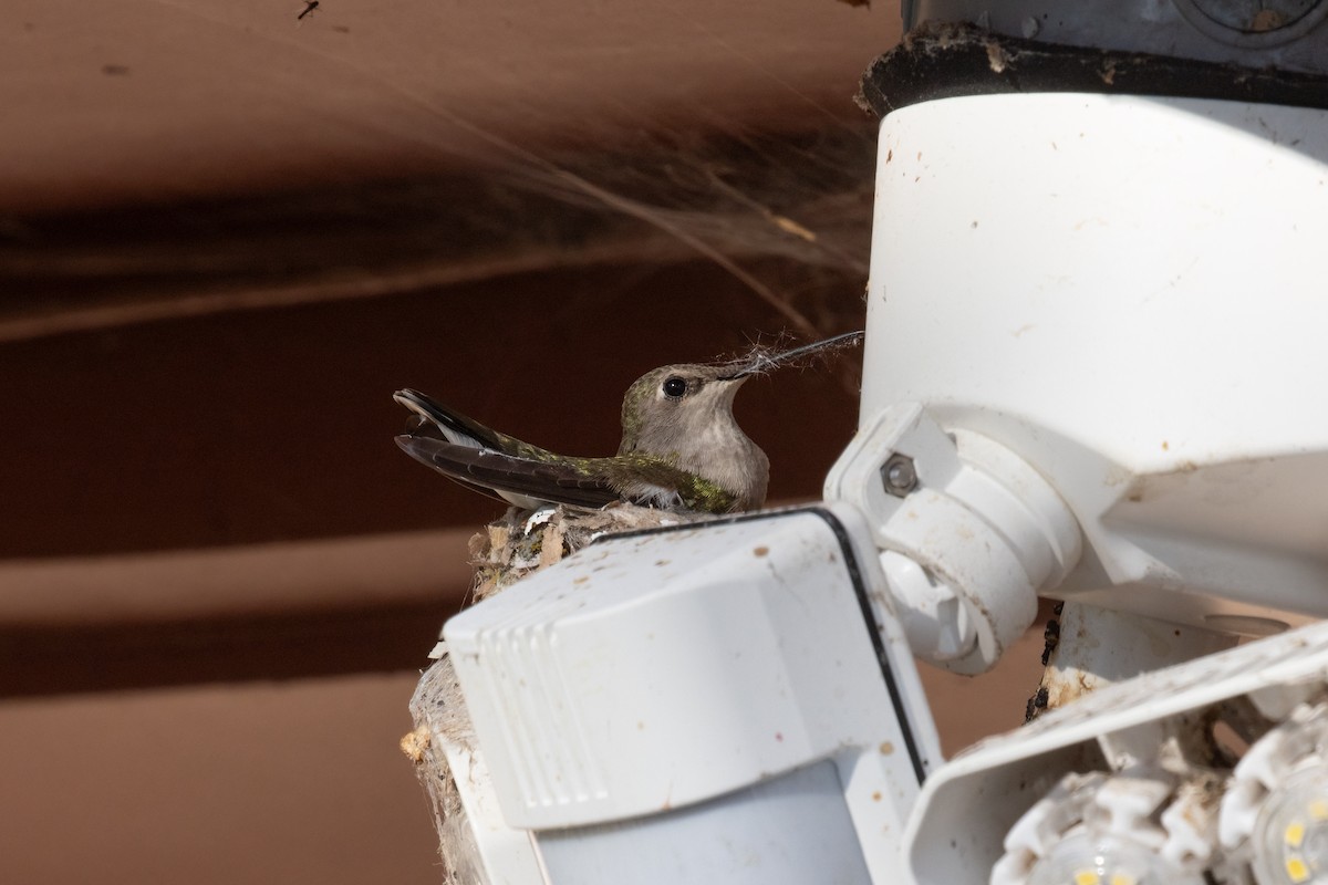 Black-chinned Hummingbird - ML620199995