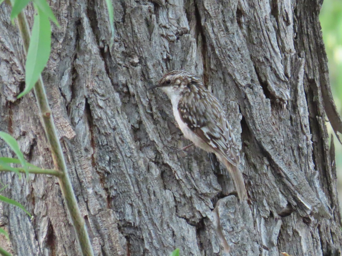 Brown Creeper - ML620200012