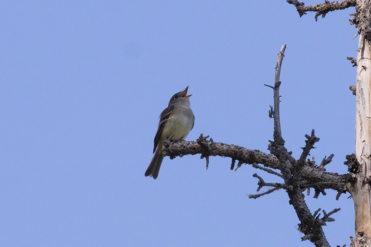 Least Flycatcher - ML620200015