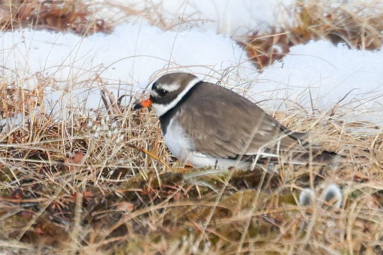 Common Ringed Plover - ML620200018